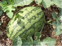 Lataa kuva Galleria-katseluun, Vesimeloni