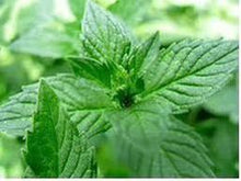 Lataa kuva Galleria-katseluun, Viherminttu