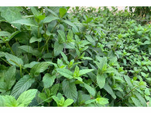 Lataa kuva Galleria-katseluun, Viherminttu