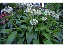 Lataa kuva Galleria-katseluun, Villivalkosipuli