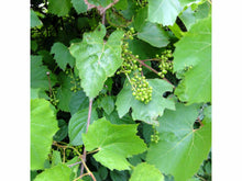 Ladda upp bild till gallerivisning, Skogsranka