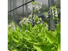 Ladda upp bild till gallerivisning, Skogsmark, skogstobak