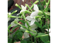 Ladda upp bild till gallerivisning, Skogsmark, skogstobak