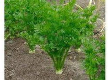 Lataa kuva Galleria-katseluun, Lehtiselleri