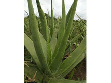 Ladda upp bild till gallerivisning, Medicinsk aloe