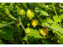 Lataa kuva Galleria-katseluun, Ananaskirsikka