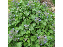 Lataa kuva Galleria-katseluun, Kurkkuyrtti