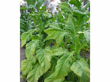 Ladda upp bild till gallerivisning, Dell guld