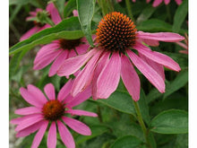 Lataa kuva Galleria-katseluun, Kaunopunahattu