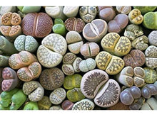 Lataa kuva Galleria-katseluun, Elävä kivi