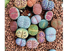 Lataa kuva Galleria-katseluun, Elävä kivi