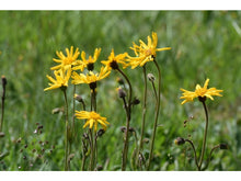 Ladda upp bild till gallerivisning, Etelännarnik