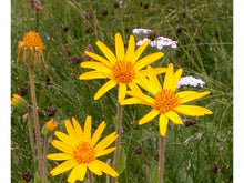 Ladda upp bild till gallerivisning, Etelännarnik