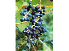 Ladda upp bild till gallerivisning, Skogsranka