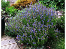 Lataa kuva Galleria-katseluun, Iisoppi