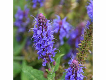 Lataa kuva Galleria-katseluun, Iisoppi