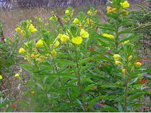 Lataa kuva Galleria-katseluun, Iltahelokki