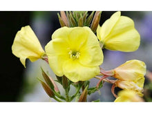 Lataa kuva Galleria-katseluun, Iltahelokki