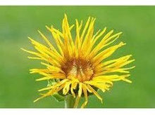 Lataa kuva Galleria-katseluun, Isohirvenjuuri