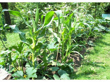 Lataa kuva Galleria-katseluun, Sokerimaissi