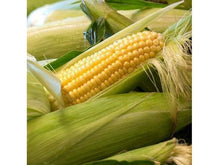 Lataa kuva Galleria-katseluun, Sokerimaissi