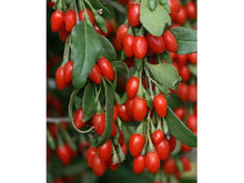 Ladda upp bild till gallerivisning, gojibär