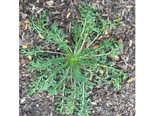 Lataa kuva Galleria-katseluun, Maca, Andienkrassi