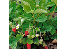 Ladda upp bild till gallerivisning, Jordgubbsbaron Solemacher