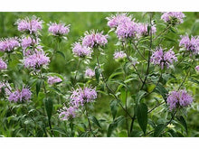 Lataa kuva Galleria-katseluun, Preeriaväriminttu