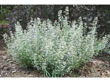 Ladda upp bild till gallerivisning, Rock mint