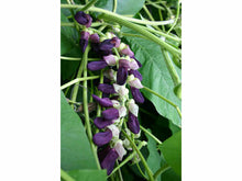 Lataa kuva Galleria-katseluun, Mucuna, Samettipapu