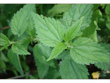 Lataa kuva Galleria-katseluun, Nokkonen