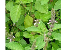 Ladda upp bild till gallerivisning, Heliga basilikan