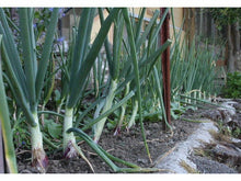 Lataa kuva Galleria-katseluun, Punasipuli Rossa Lunga