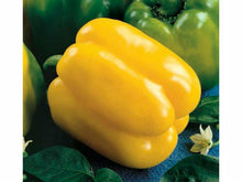 Lataa kuva Galleria-katseluun, Luomu Quadrato