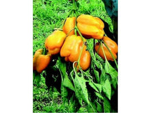 Lataa kuva Galleria-katseluun, Luomu Quadrato