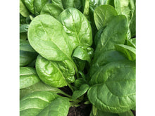 Lataa kuva Galleria-katseluun, Pinaatti