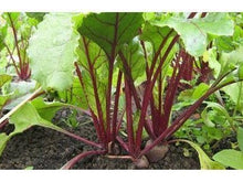 Lataa kuva Galleria-katseluun, Punajuuri