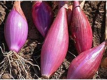 Lataa kuva Galleria-katseluun, Punasipuli Rossa Lunga