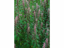 Lataa kuva Galleria-katseluun, Rohtonukula