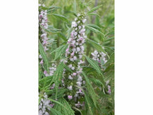 Lataa kuva Galleria-katseluun, Rohtonukula