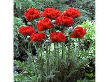 Ladda upp bild till gallerivisning, Silkesvallmo