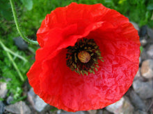 Ladda upp bild till gallerivisning, Silkesvallmo