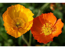 Ladda upp bild till gallerivisning, Kalifornien eldvallmo