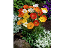 Ladda upp bild till gallerivisning, Kalifornien eldvallmo