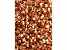 Lataa kuva Galleria-katseluun, Adzuki pavun siemenen idut