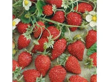 Ladda upp bild till gallerivisning, Jordgubbsbaron Solemacher