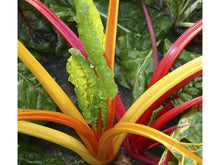 Lataa kuva Galleria-katseluun, Sveitsinmangoldi Luomu