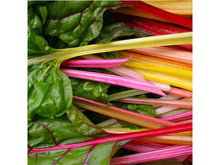 Lataa kuva Galleria-katseluun, Sveitsinmangoldi Luomu