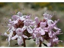 Lataa kuva Galleria-katseluun, Tarhaajuruoho (timjami)